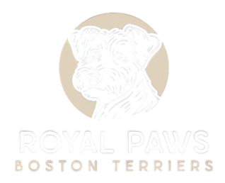 royalpawsbostonterriers.com
